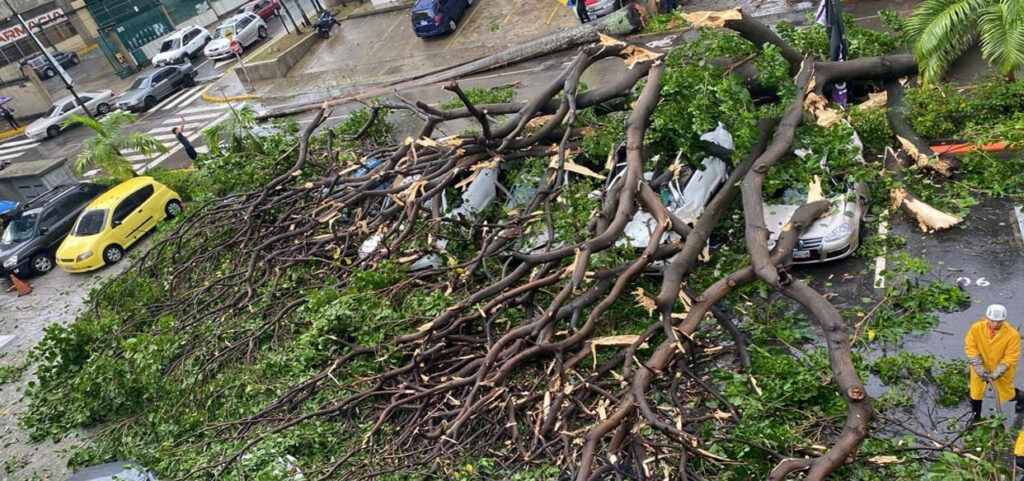 Reportan al menos 20 árboles caídos en Chacao tras Lluvias torrenciales 