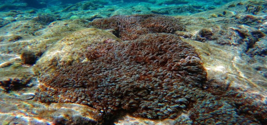 Autoridades Venezolanas buscan contener la invasión del coral Unomia stolonifera en aguas del mar Caribe