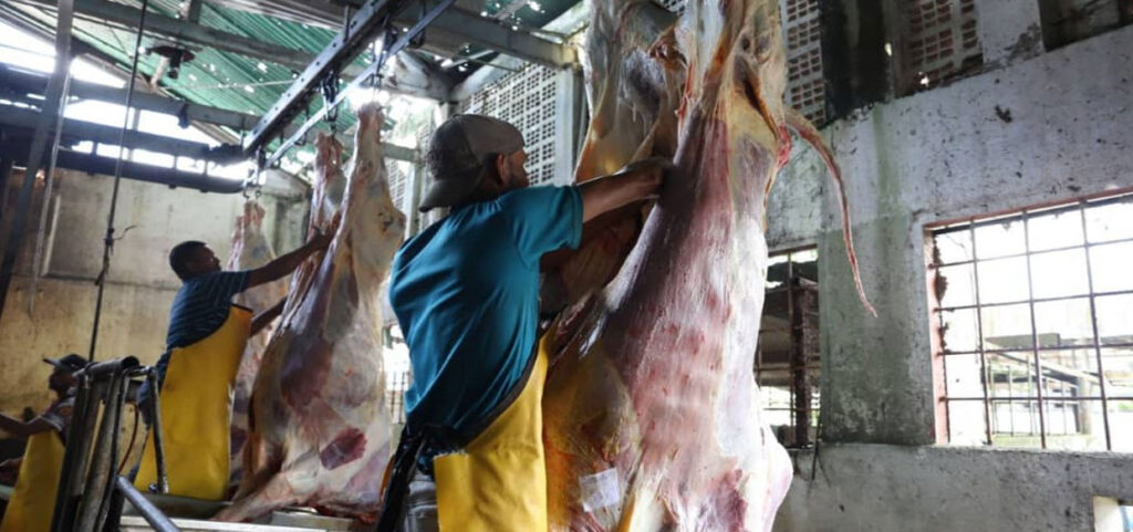 Más de 490 toneladas de carne han sido procesadas en el Matadero de Maturín