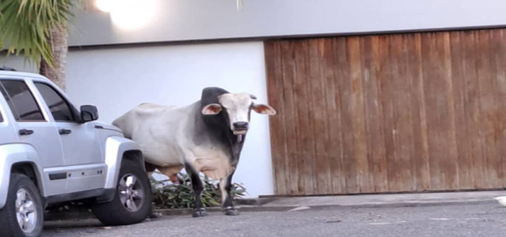 Un toro deambulando por La Boyera en el Hatillo 