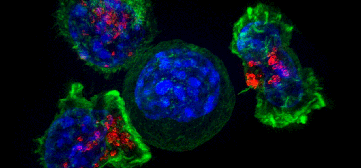 Convierten células de ratones en sanas para combatir el cáncer infantil