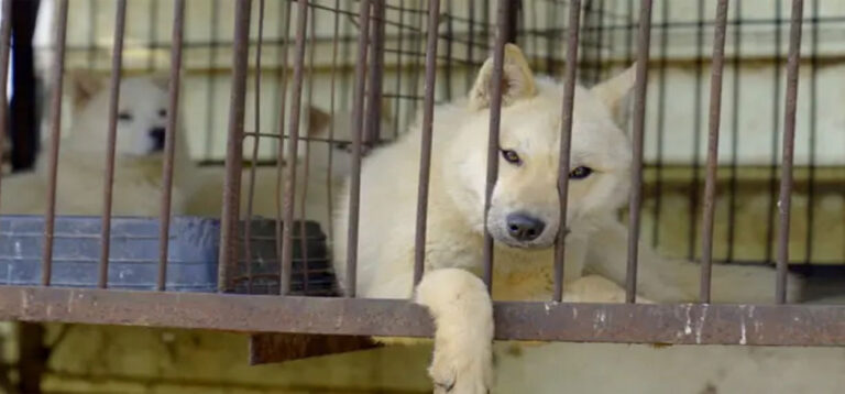 Corea del Sur prohíbe el consumo de carne de perros y no saben qué hacer con los criaderos