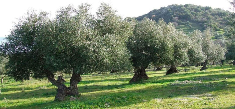 Un hongo podría ayudar a contener la enfermedad causada por Xylella en agricultura
