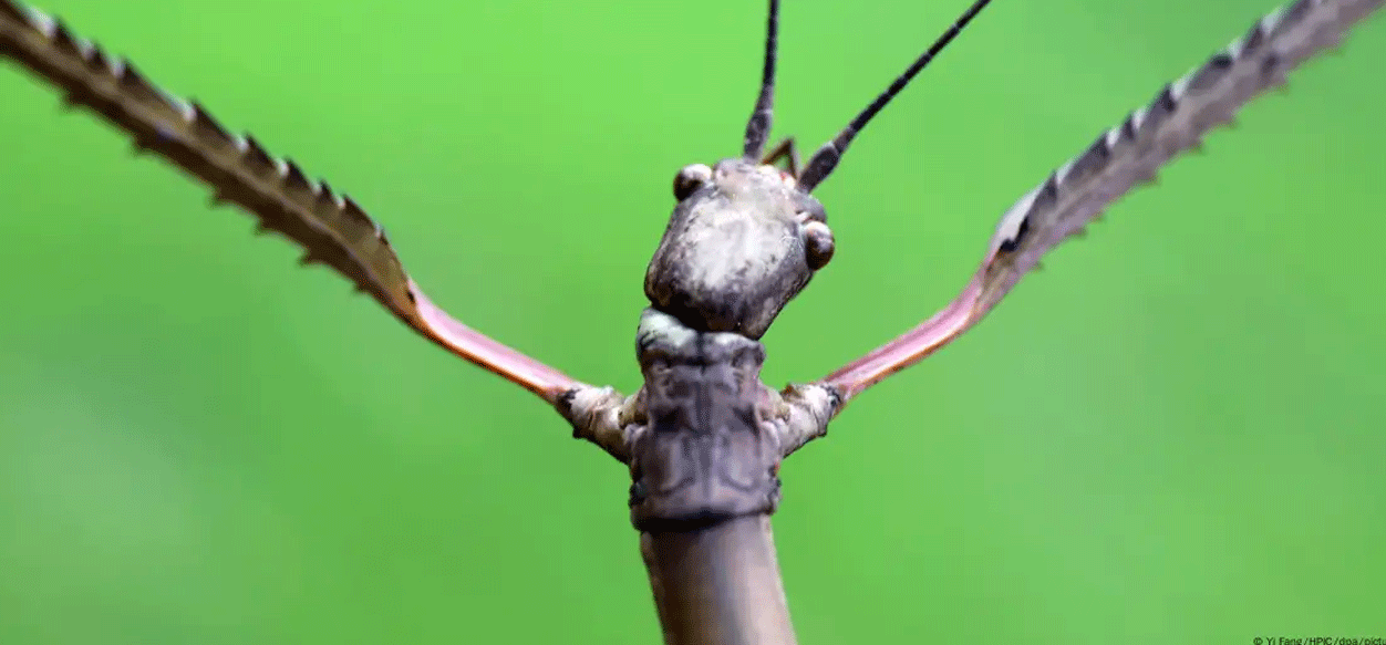 En selva australiana descubren un insecto palo gigante