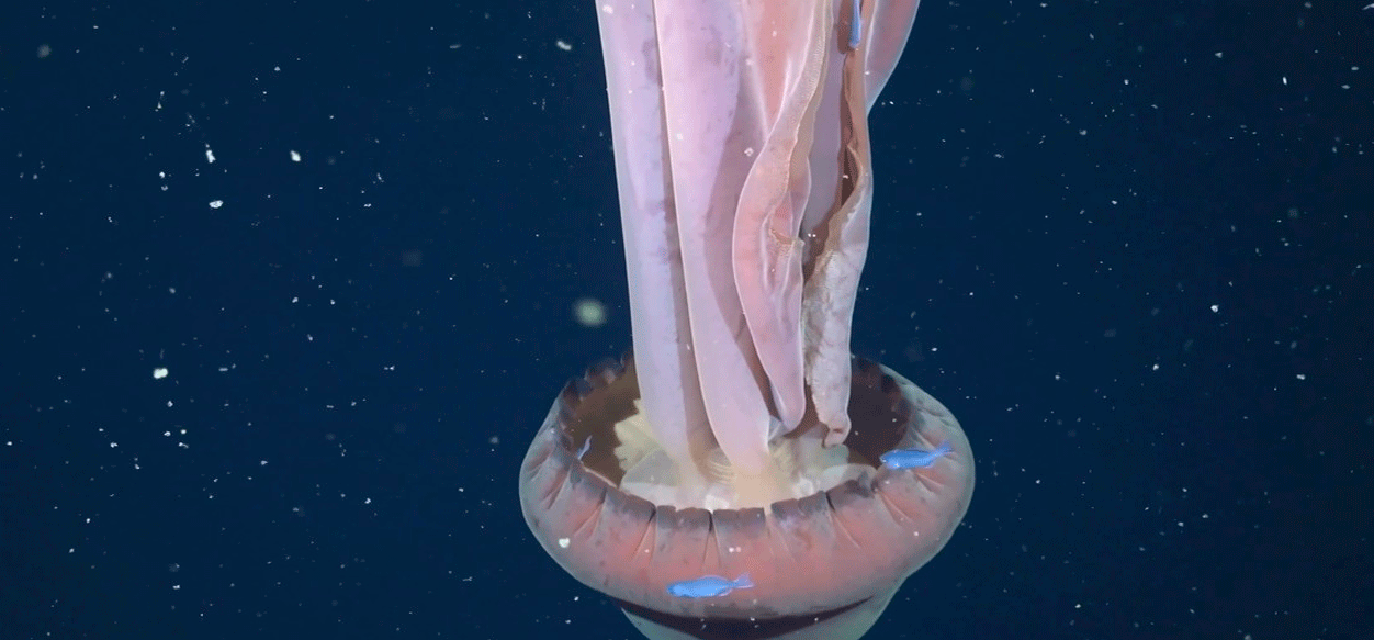 Hipnótica medusa gigante es descubierta en el mar argentino