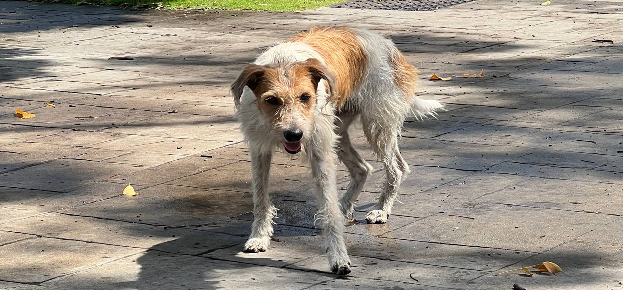 No abandones: El compromiso de tener una mascota en casa