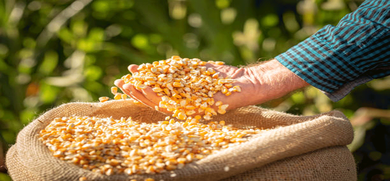 Gobierno nacional prevé duplicar producción de cereales para sustituir importaciones