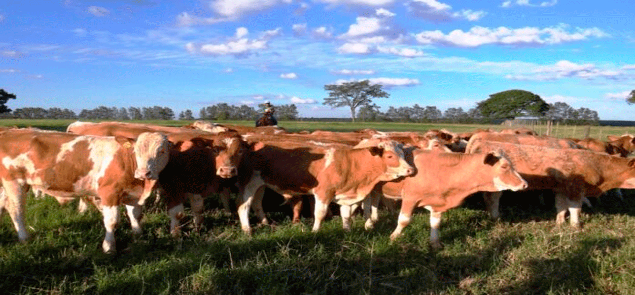 Ferias ganaderas serán clave para el crecimiento agropecuario