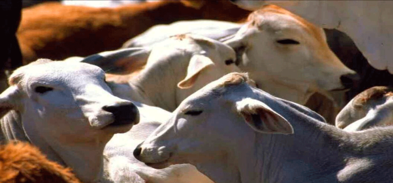 Asoprimo exige control de incendios forestales en zonas ganaderas de Monagas