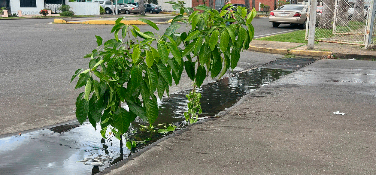 Solicitan reparación de alcantarillado en la Av. La Paz de Maturín