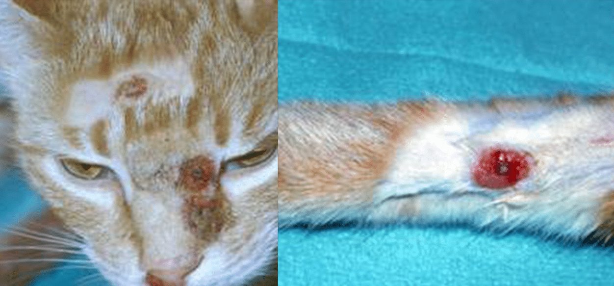 Alertan expansión de un hongo transmitido por gatos en Sudamérica