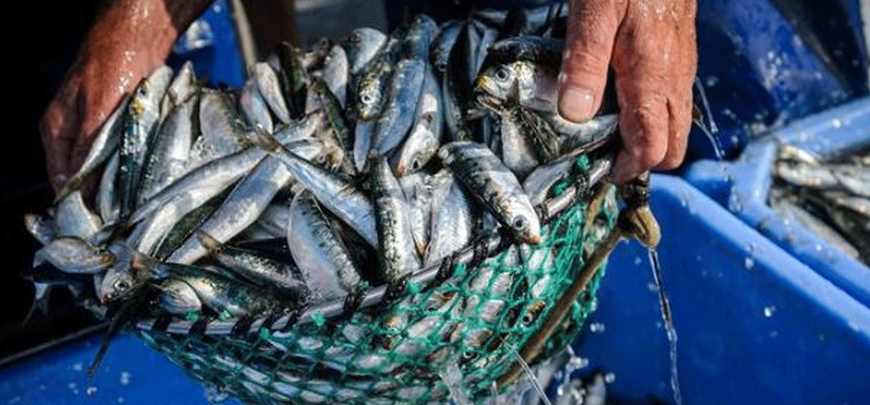 Autoridades inspeccionan embarcaciones en Sucre para iniciar la zafra de sardina