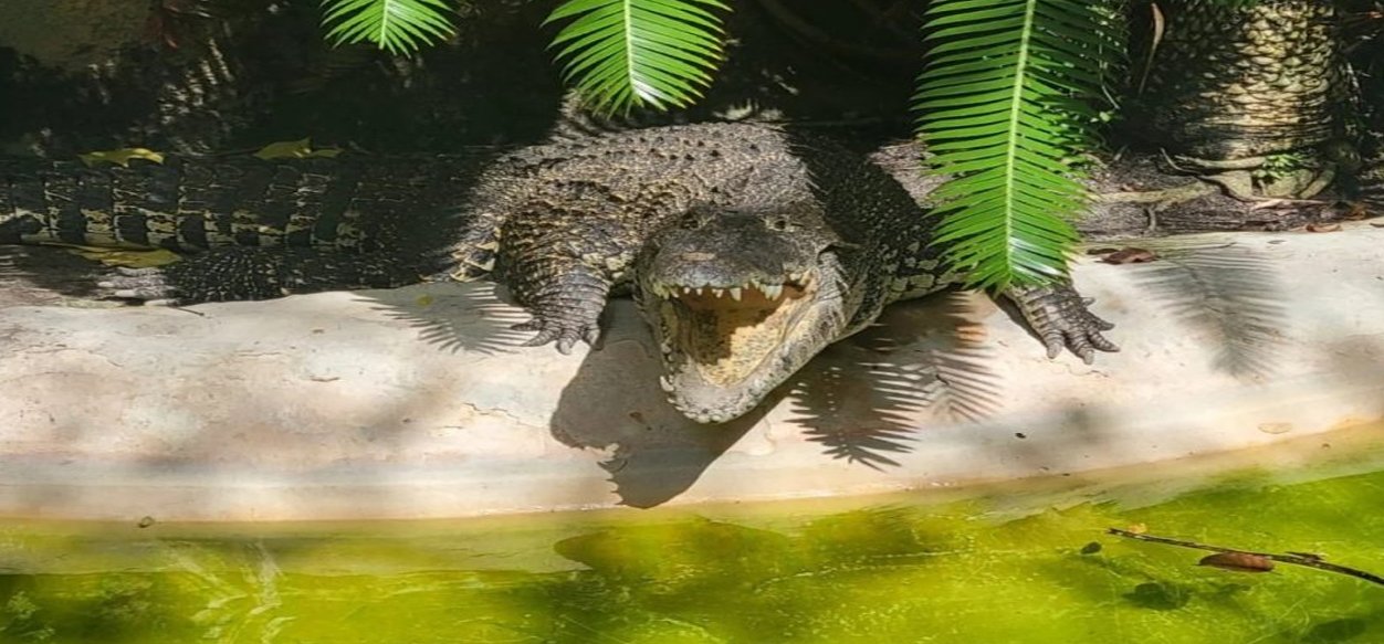 Buscan a un cocodrilo que escapó de una finca turística en República Dominicana