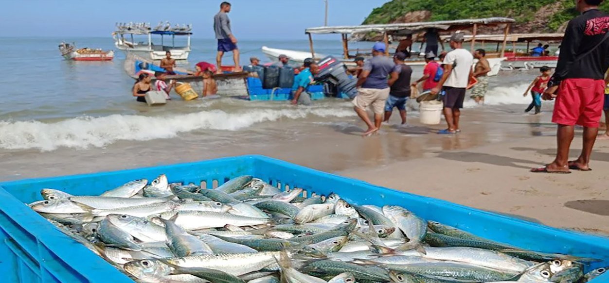 En Sucre cerca de 5.000 pescadores listos para dar inicio a la zafra de la sardina