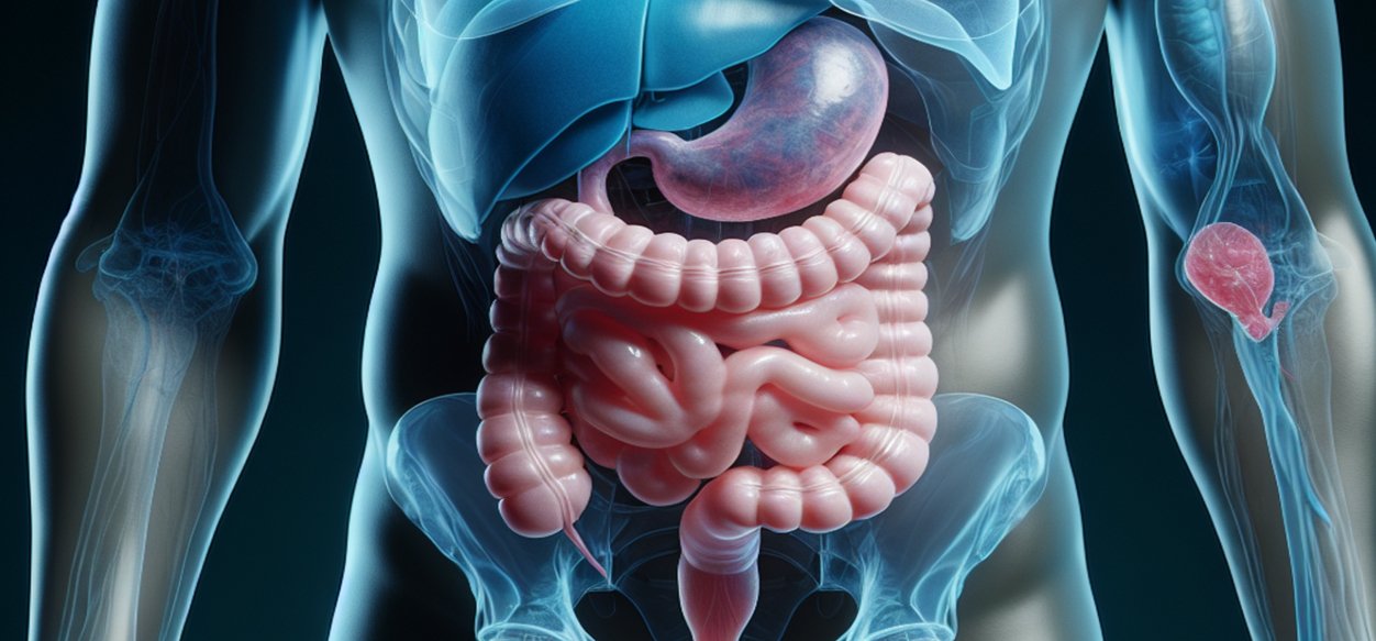 Identifican una bacteria en el intestino humano capaz de mejorar la fuerza muscular