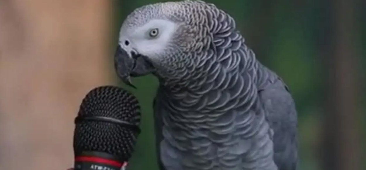 Murió Einstein el loro que aprendió más de 200 palabras