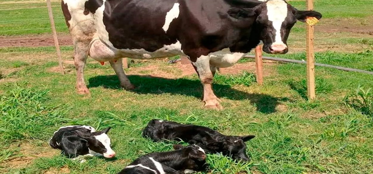 Nacimiento múltiple: vaca tuvo tres terneritos en Argentina
