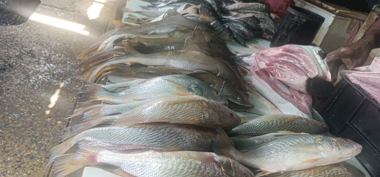 Pescaderías de Maturín registran aumento del 30% en ventas por Semana Santa