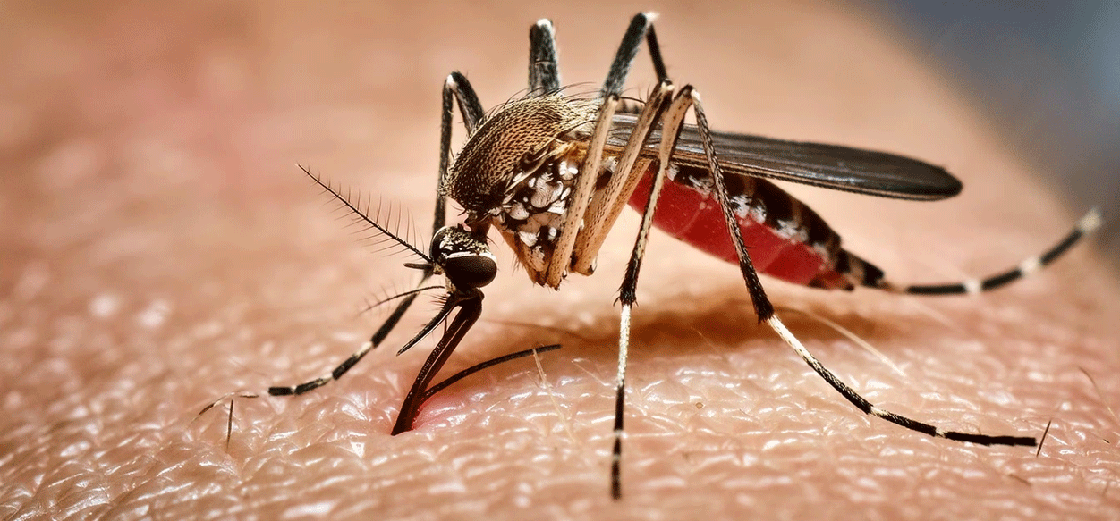 Varios países de Sudamérica registran una «transmisión sostenida» de la fiebre amarilla