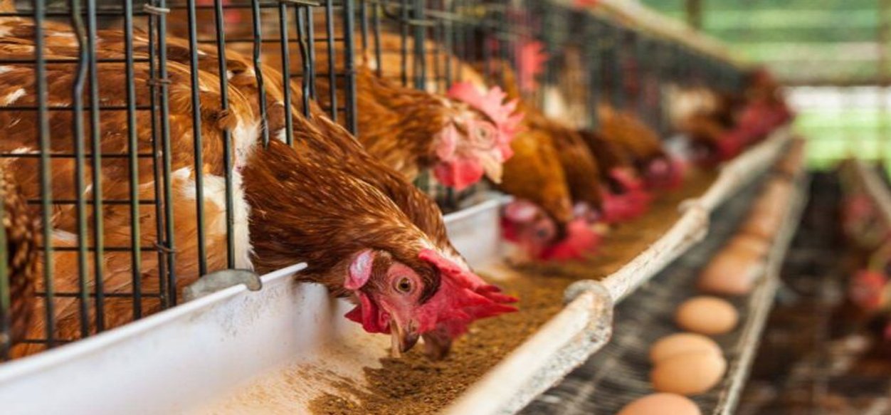 Sector avícola avanza en una ruta de exportación de carne y pollo