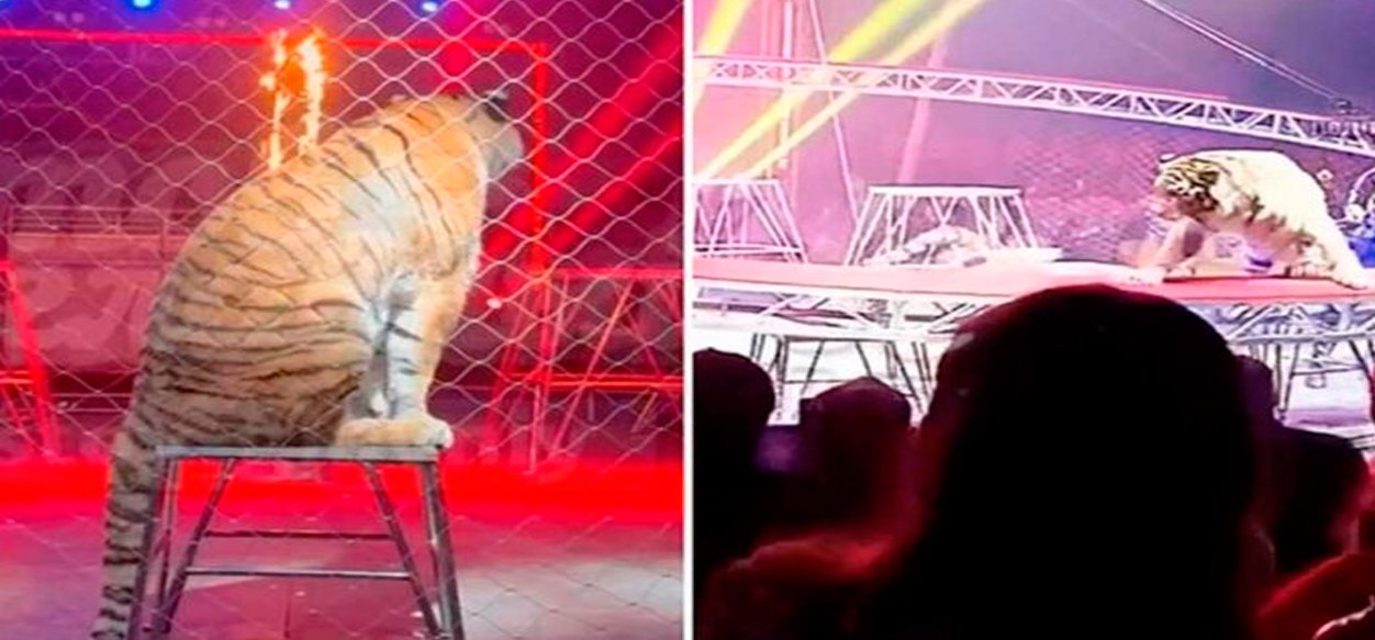 Espectáculo circense causa pánico al saltar un tigre hacia el público en Rusia