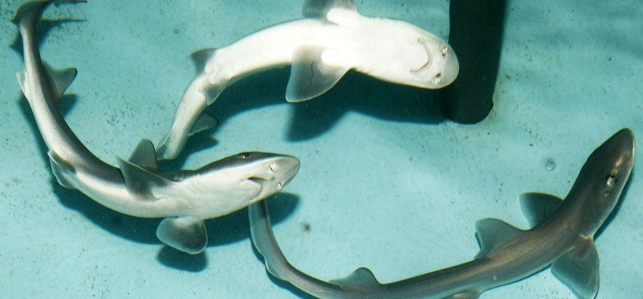 Lanzan campaña para detener el consumo de cazón en Venezuela