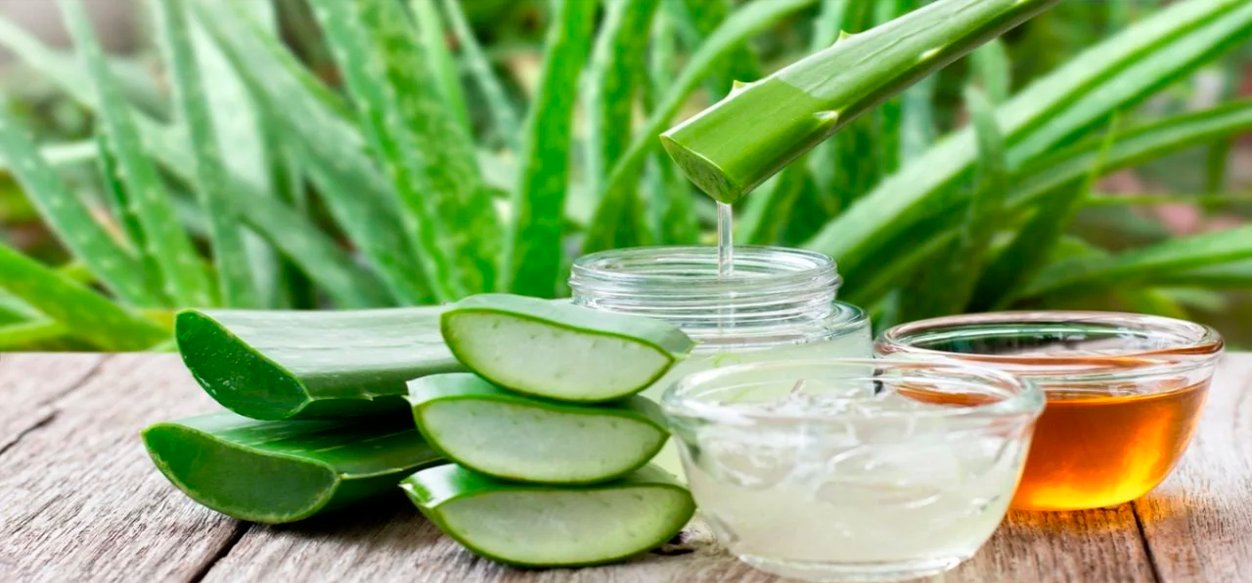 Aloe vera: El secreto natural para un cabello sano y brillante