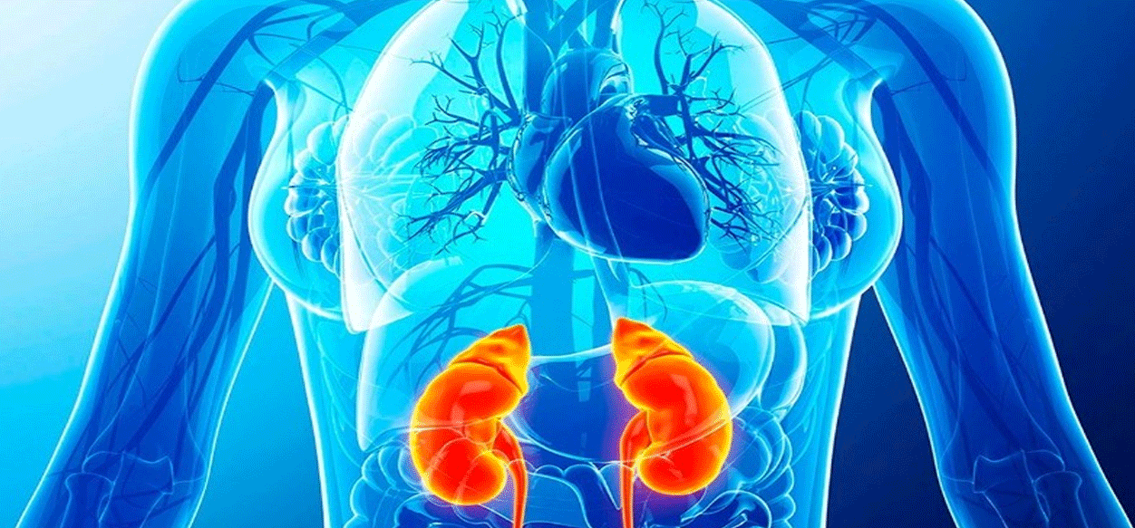 Prueba de sangre y orina son las más fiables para la salud renal